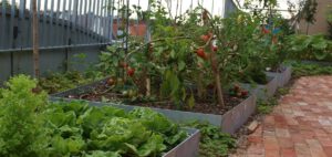 Gemüsebeete mit Metalleinfassung zwischen Terrassengeländer und Klinkerbelag