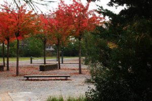 Herbstlicher Zierbirnenhain mit Spielelementen wie Wackelbrücke und Wackelbalken und Weiden
